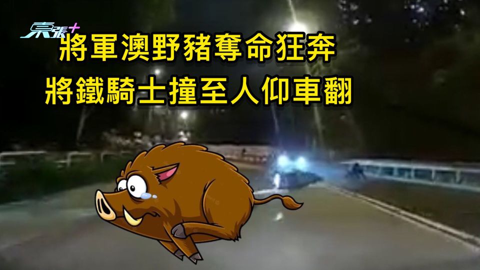 將軍澳野豬奪命狂奔 將鐵騎士撞至人仰車翻