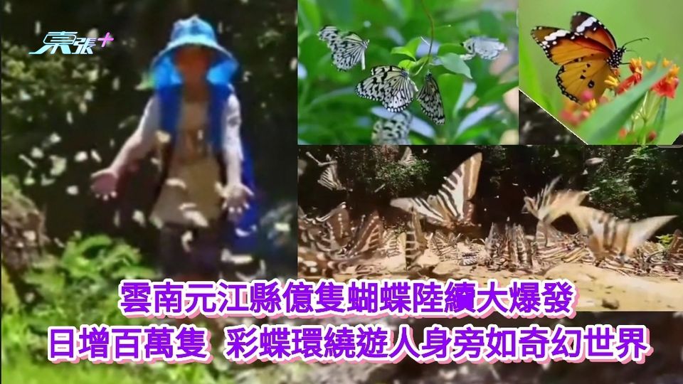 有片｜雲南元江縣億隻蝴蝶陸續大爆發 日增百萬隻 彩蝶環繞遊人如奇幻世界