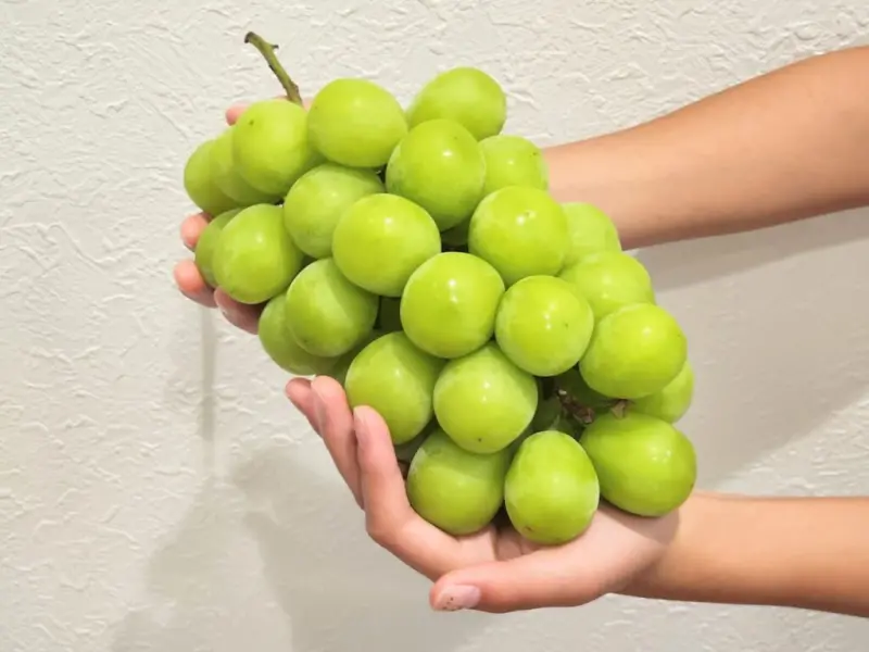 ▲日本麝香葡萄價格崩跌，從一房日幣2000元來到最低日幣398元，相當於台幣百元有找。一文快速看懂麝香葡萄的品種、等級、產季挑選。（圖／推特@tetsublogorg）