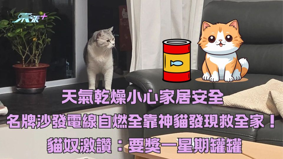 天氣乾燥小心家居安全 名牌沙發電線自燃全靠神貓救全家！ 貓奴激讚：要獎一星期罐罐