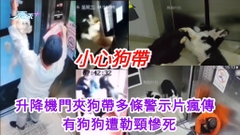 天眼直擊｜升降機門夾狗帶並非罕見 多條警示片瘋傳 有狗狗遭勒頸慘死