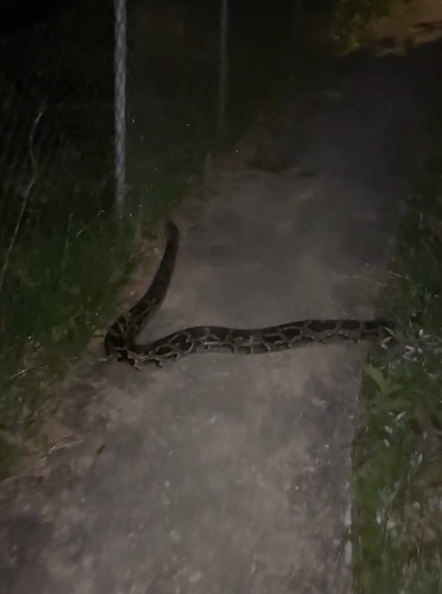 西貢村屋外驚見蛇蹤　巨型大蟒總長逾3米　片主：咁近見到真係好彩