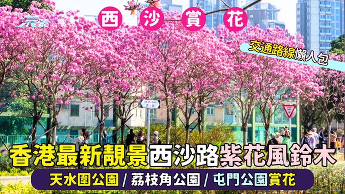 🌸香港最新靓景西沙路紫花风铃木🌸 天水围公园/荔枝角公园/屯门公园赏花📸