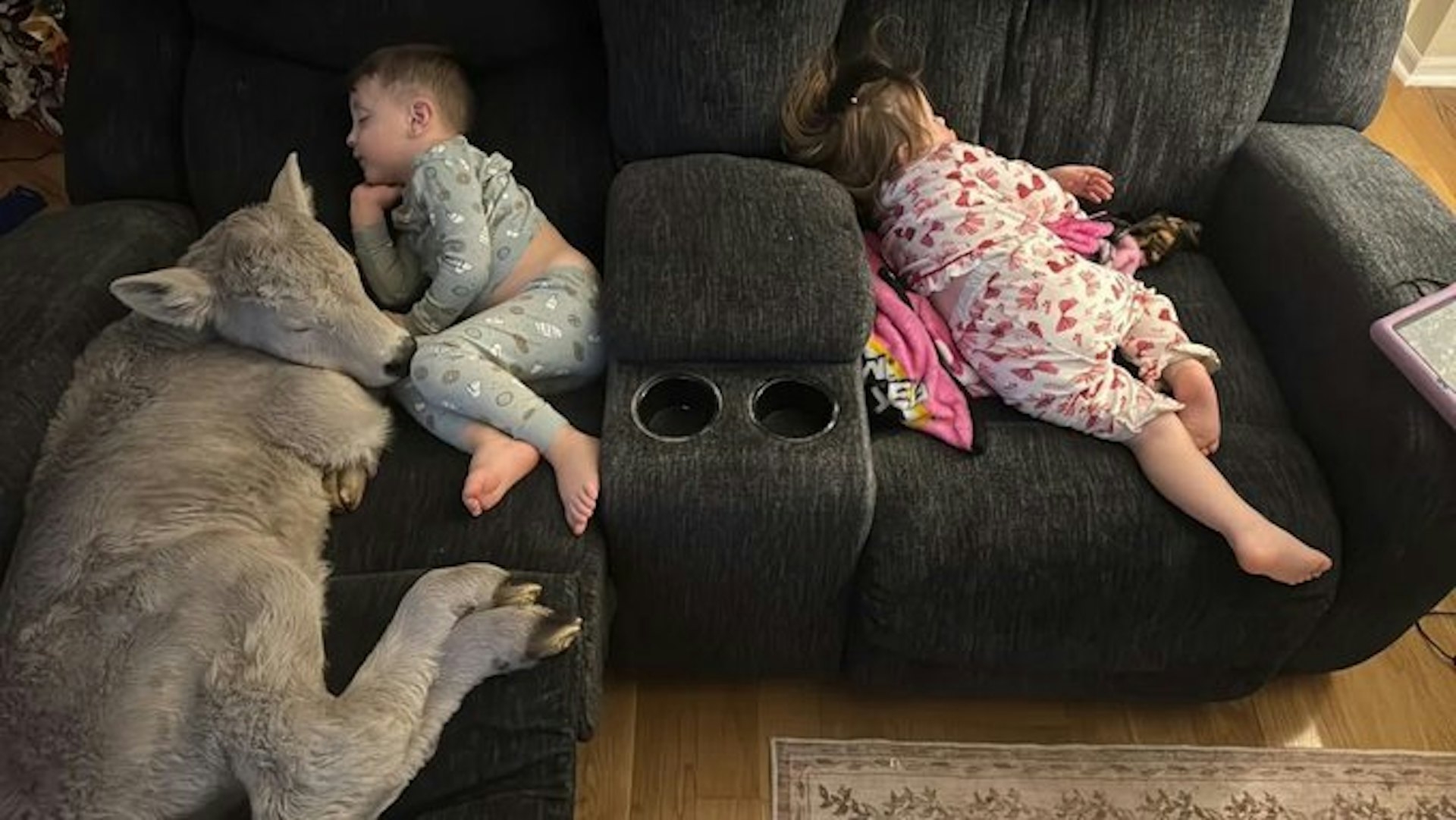 牛犢情況回穩後在沙發上安睡。（網上圖片）