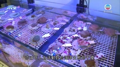 世界自然基金會合作中大保育珊瑚 冀修復本港赤門海峽水下生態