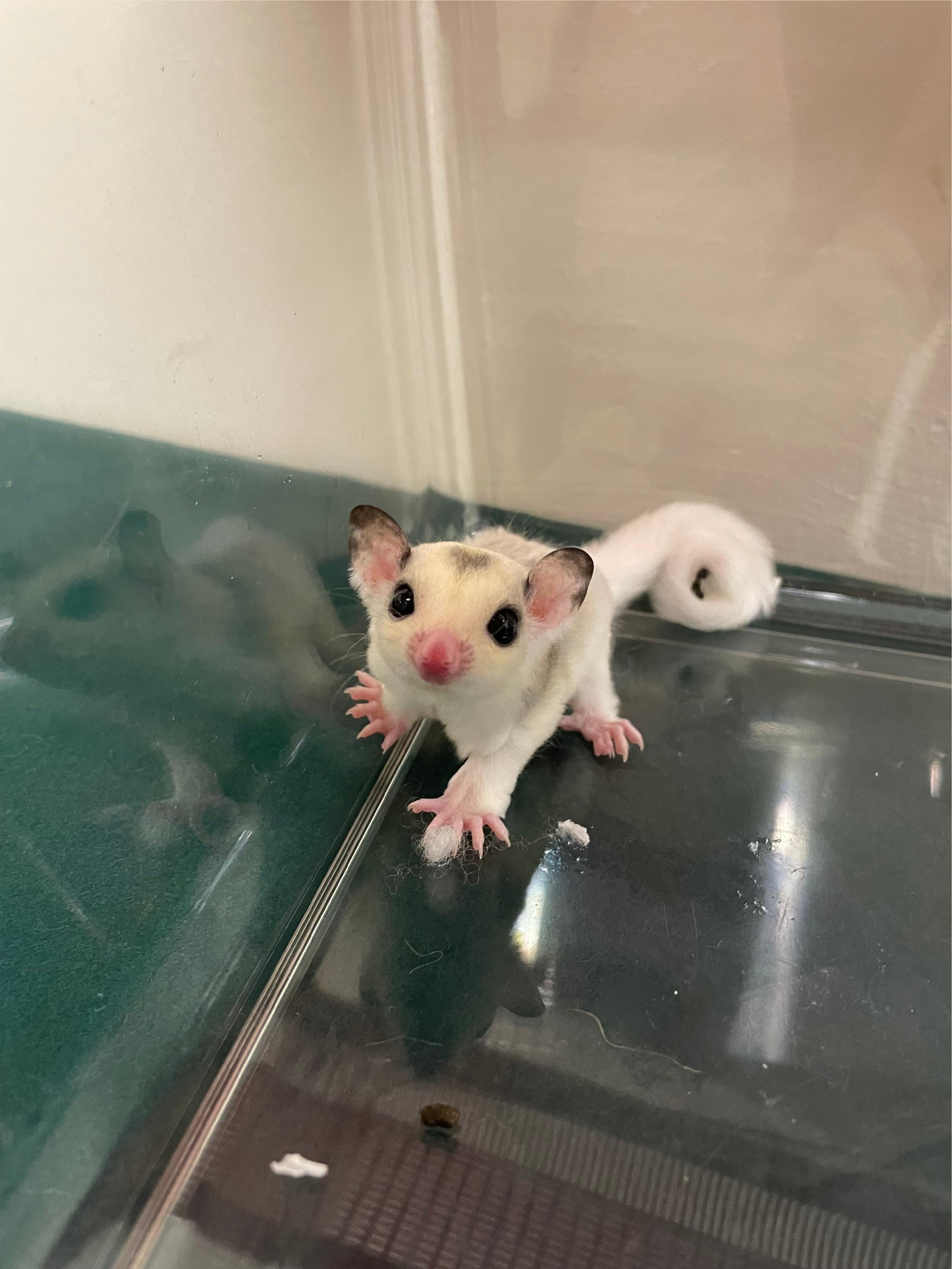 圖示檢獲的懷疑非法進口蜜袋鼯。（海關圖片）