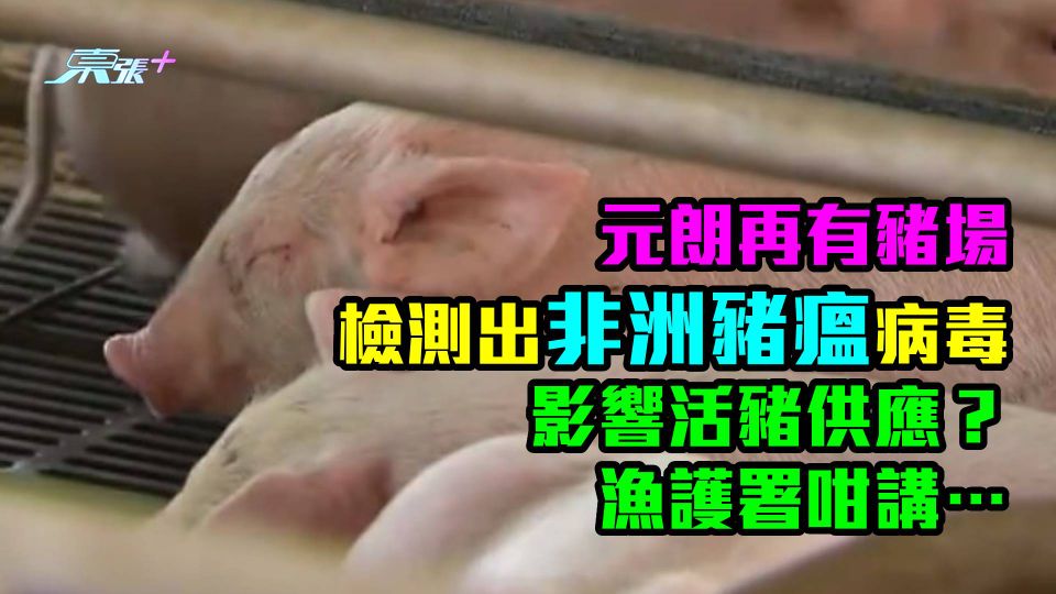 元朗再有豬場檢測出非洲豬瘟病毒　影響活豬供應？漁護署咁講…