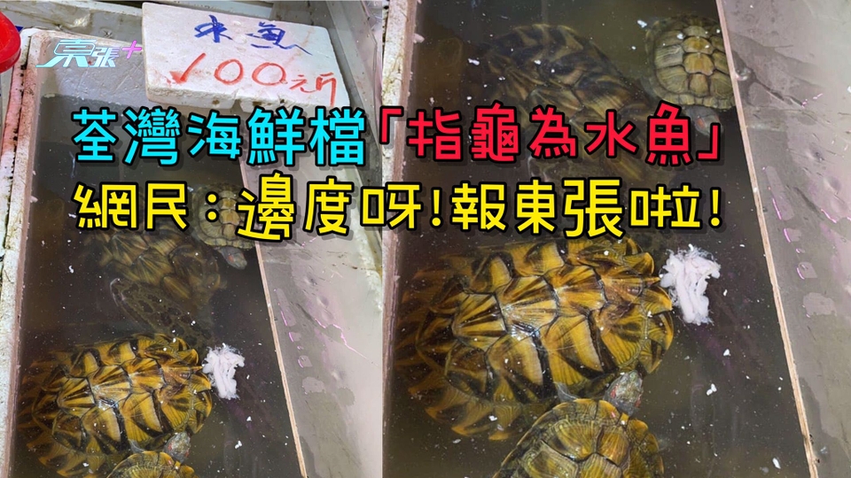 荃灣海鮮檔「指龜為水魚」 網民：邊度呀 ! 報東張啦!