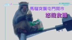 【東張報料】馬騮突襲屯門鬧市悠哉食麵