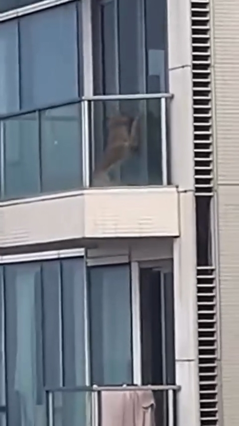 在將軍澳Malibu一個頂層單位，一隻金毛尋回犬被關在露台，狗狗希望返回屋內，一度撲上露台門。（Threads影片／kenny_rounders）