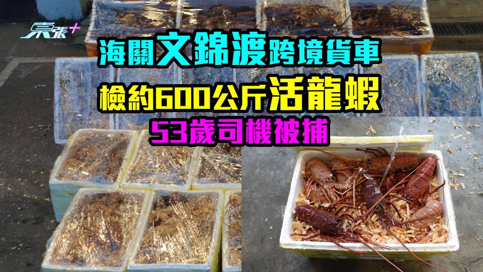 海關文錦渡跨境貨車檢約600公斤活龍蝦　53歲司機被捕