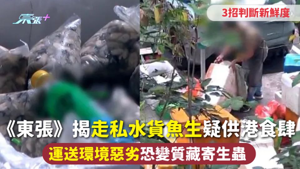 食安問題 | 《東張》揭走私水貨魚生疑供港食肆 運送環境惡劣恐變質藏寄生蟲 3招判斷新鮮度