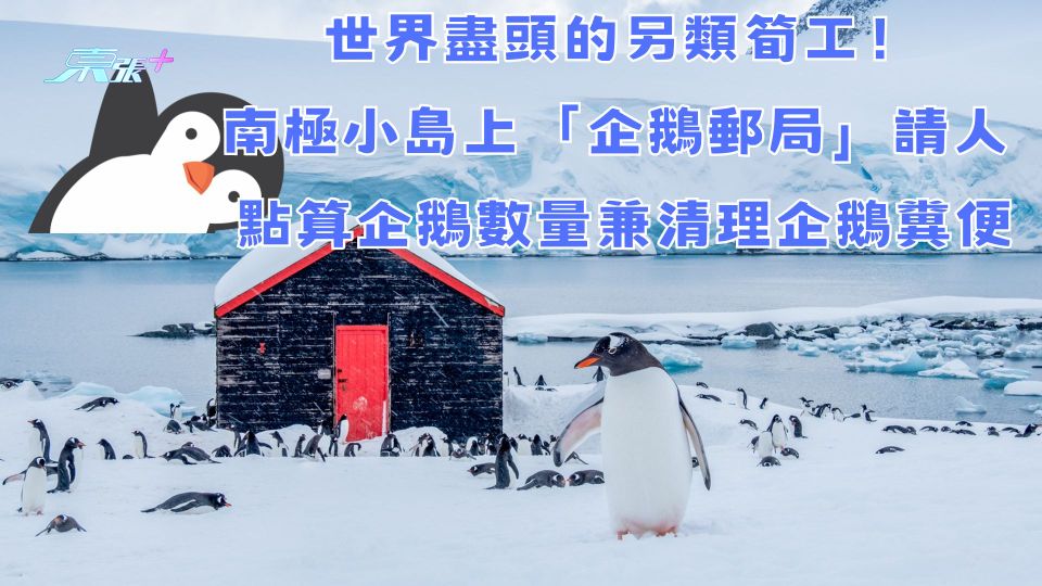 世界盡頭的另類筍工！南極小島上「企鵝郵局」請人 點算企鵝數量兼清理企鵝糞便