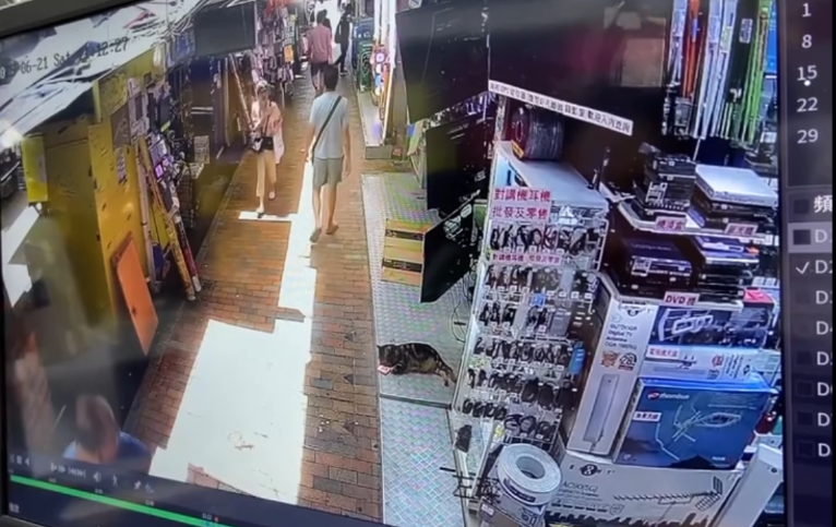 有片｜大叔鴨寮街入店齋唱散$500被拒　其後竟折返原店只為送貓店長兩條「紅衫魚」