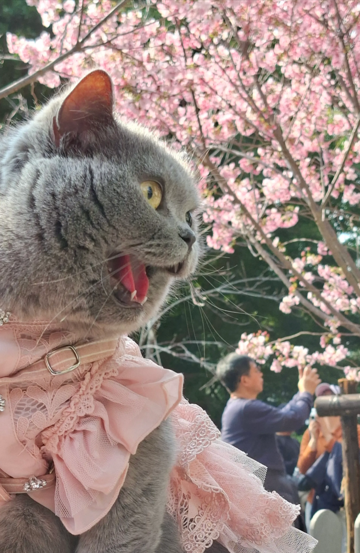 香港「櫻花季」提早來臨　石門隱世地點引過百市民專程拍攝 (Threads@catcat25000)