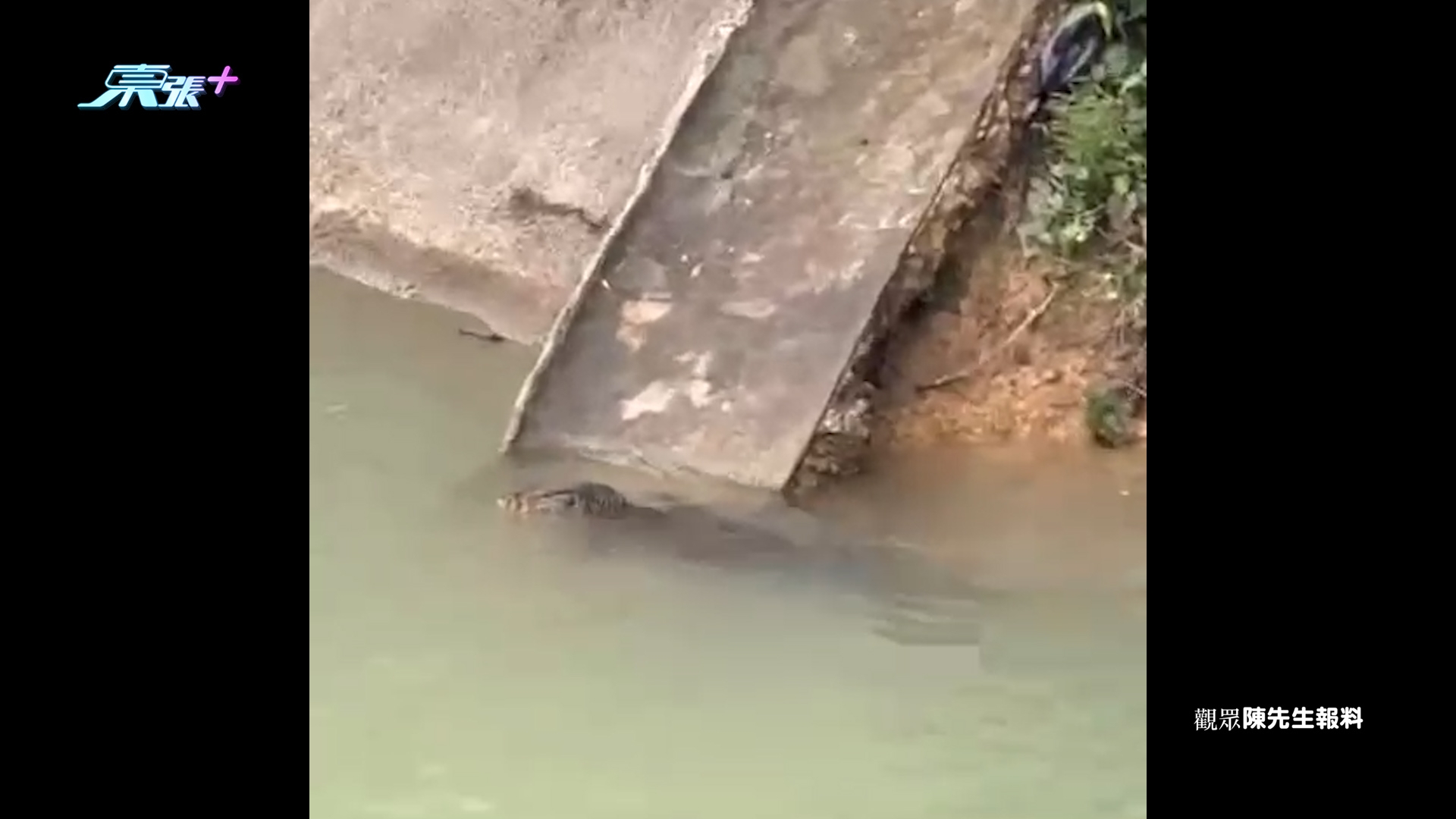 東張西望報料｜九龍水塘驚見「鱷魚」出沒　觀眾報料疑似鱷魚水塘暢泳