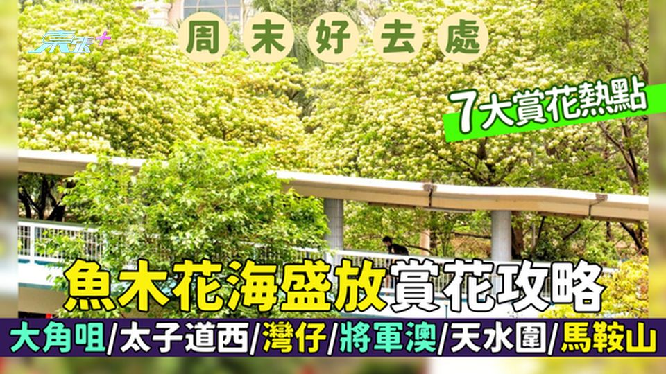 周末好去處｜魚木花海盛放🌼賞花攻略大角咀／太子道西／灣仔／將軍澳／天水圍7大賞花熱點📸