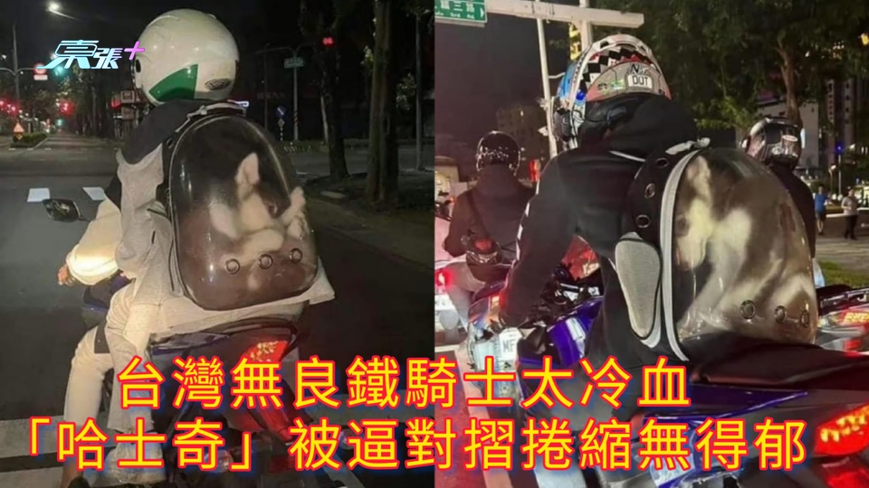 台灣無良鐵騎士太冷血 「哈士奇」被逼對摺捲縮無得郁