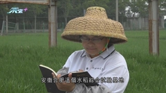安徽「80後」女博士致力水稻育種工作 16年培育出35種新品種