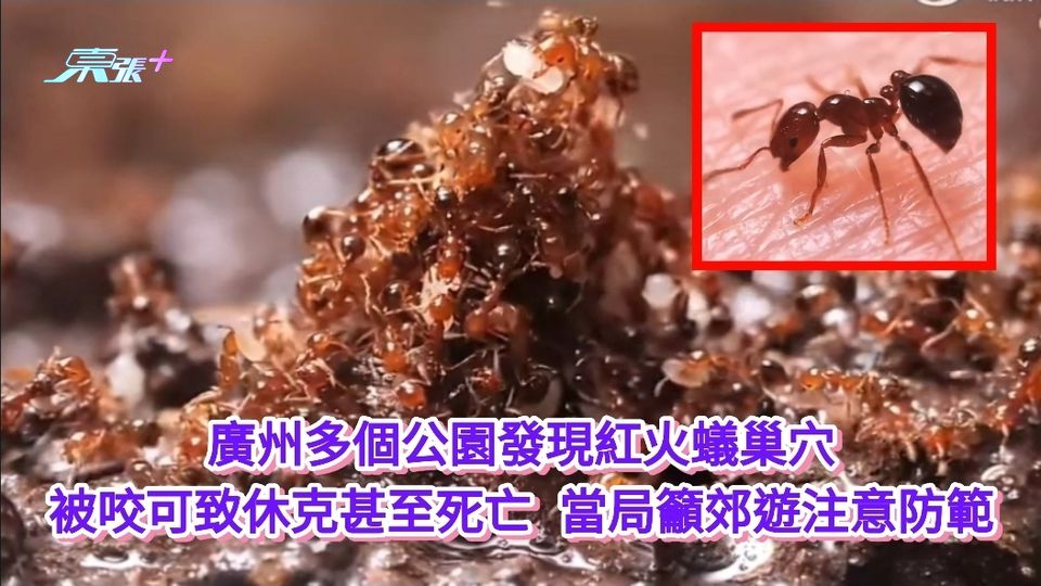 東張西望丨廣州多個公園發現紅火蟻巢穴 被咬可致休克甚至死亡 當局籲郊遊注意防範