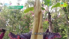 印尼巨型魔芋花開花 散發類似腐肉味道吸引昆蟲