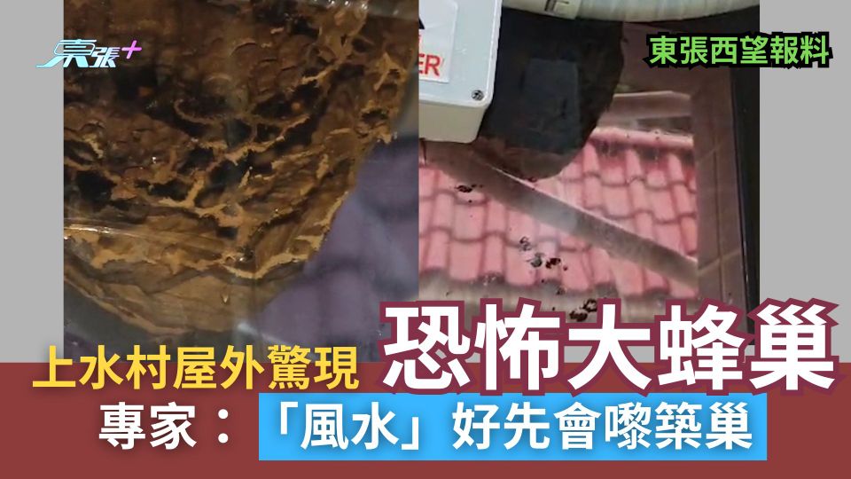 東張西望報料｜上水村屋外驚現恐怖大蜂巢　專家：「風水」好先會嚟築巢