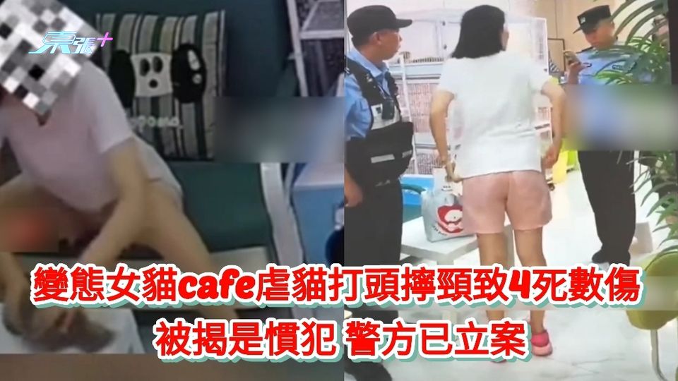 有片丨變態女貓cafe虐貓打頭擰頸致4死數傷  被揭是慣犯 警方已立案