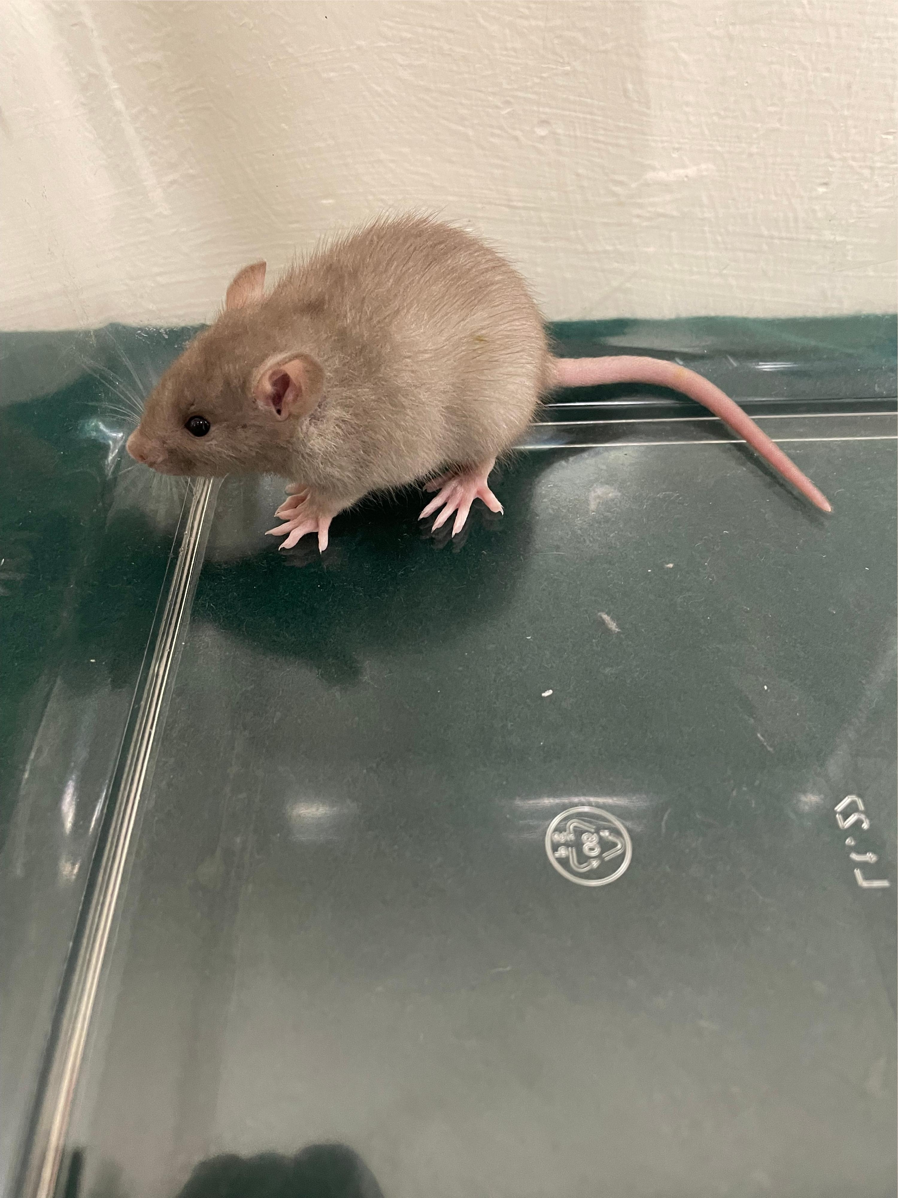 圖示檢獲的其中一隻懷疑非法進口老鼠。（海關圖片）