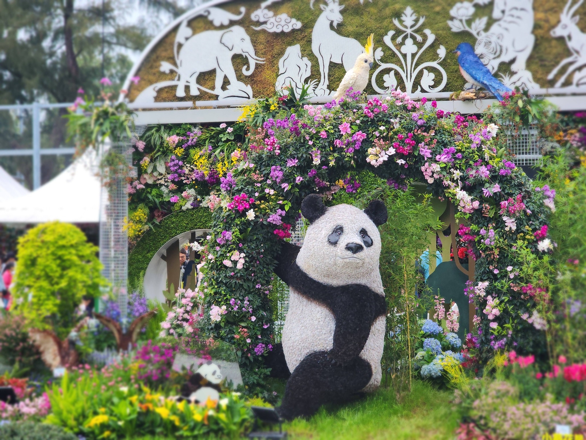 可能是貓熊的圖像