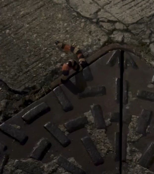 荃灣街頭驚現蛇蹤影！