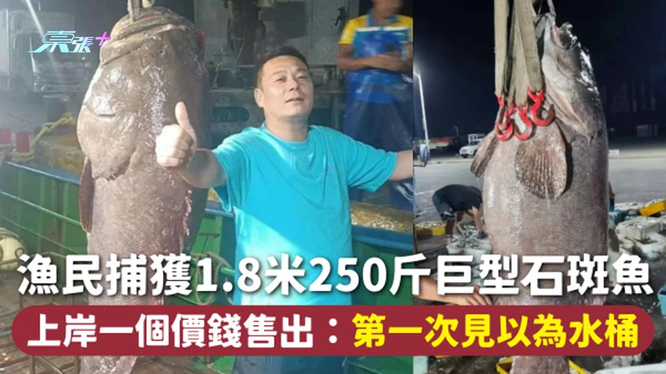 巨型石斑 | 漁民捕獲1.8米250斤巨型石斑魚 上岸一個價錢售出：第一次見以為水桶