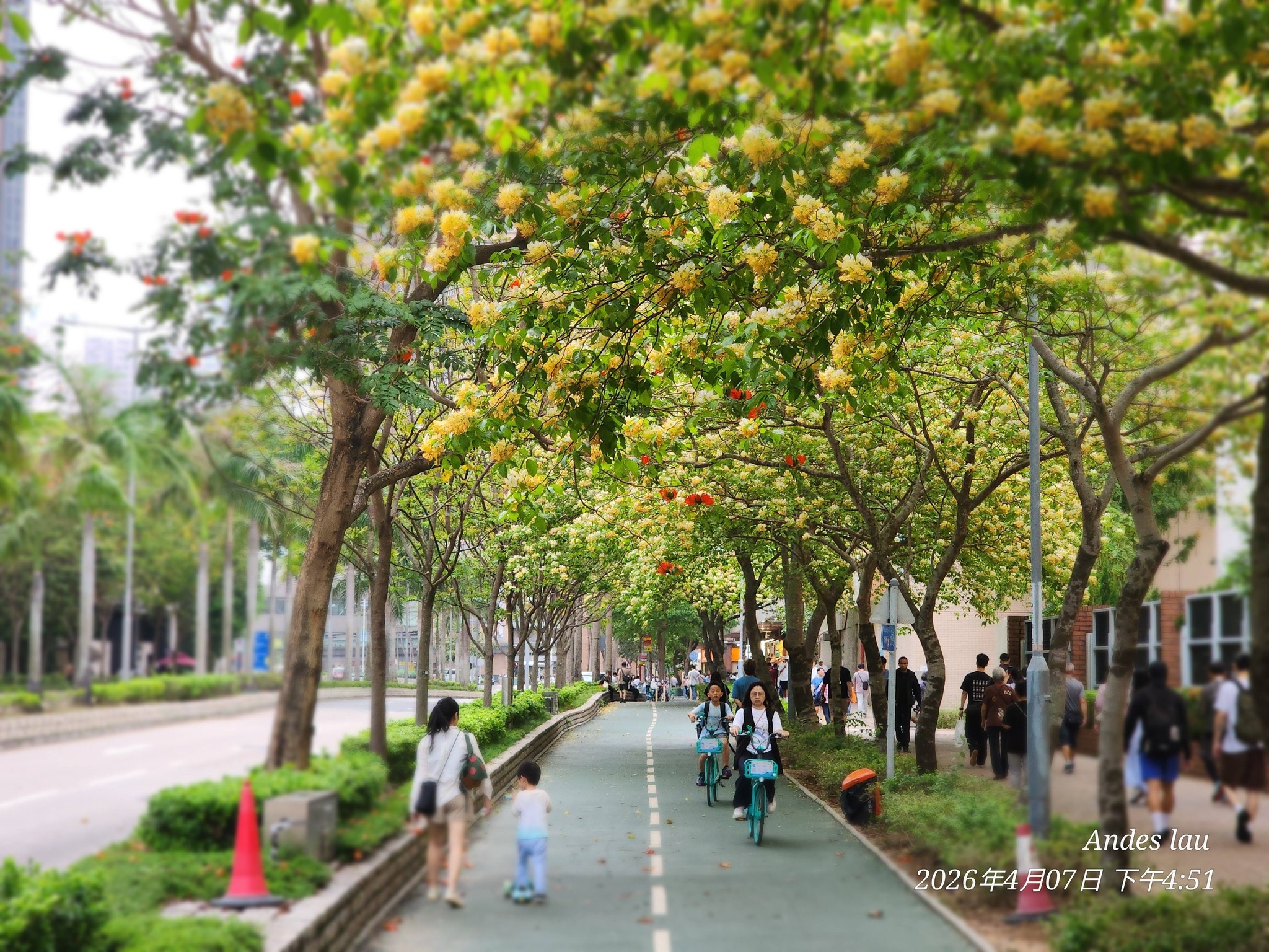 可能是小木犀樹、街道、樹和顯示的文字是「 Andes Andeslau lau 2026年4月07日 2026年4月07日下午4:51 2026 下午4:51 」的圖像