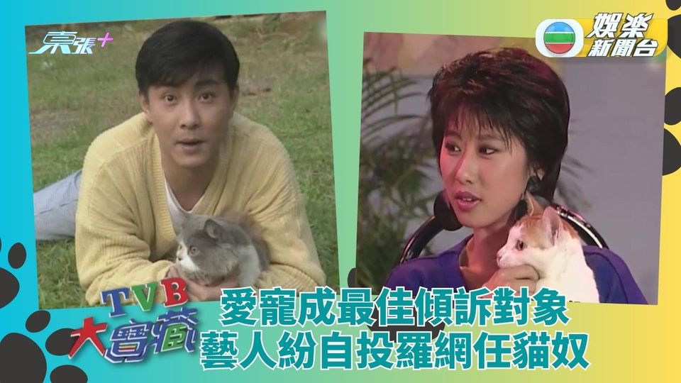 TVB大寶藏｜藝人愛做貓奴狗奴 愛寵傾心事如珠如寶