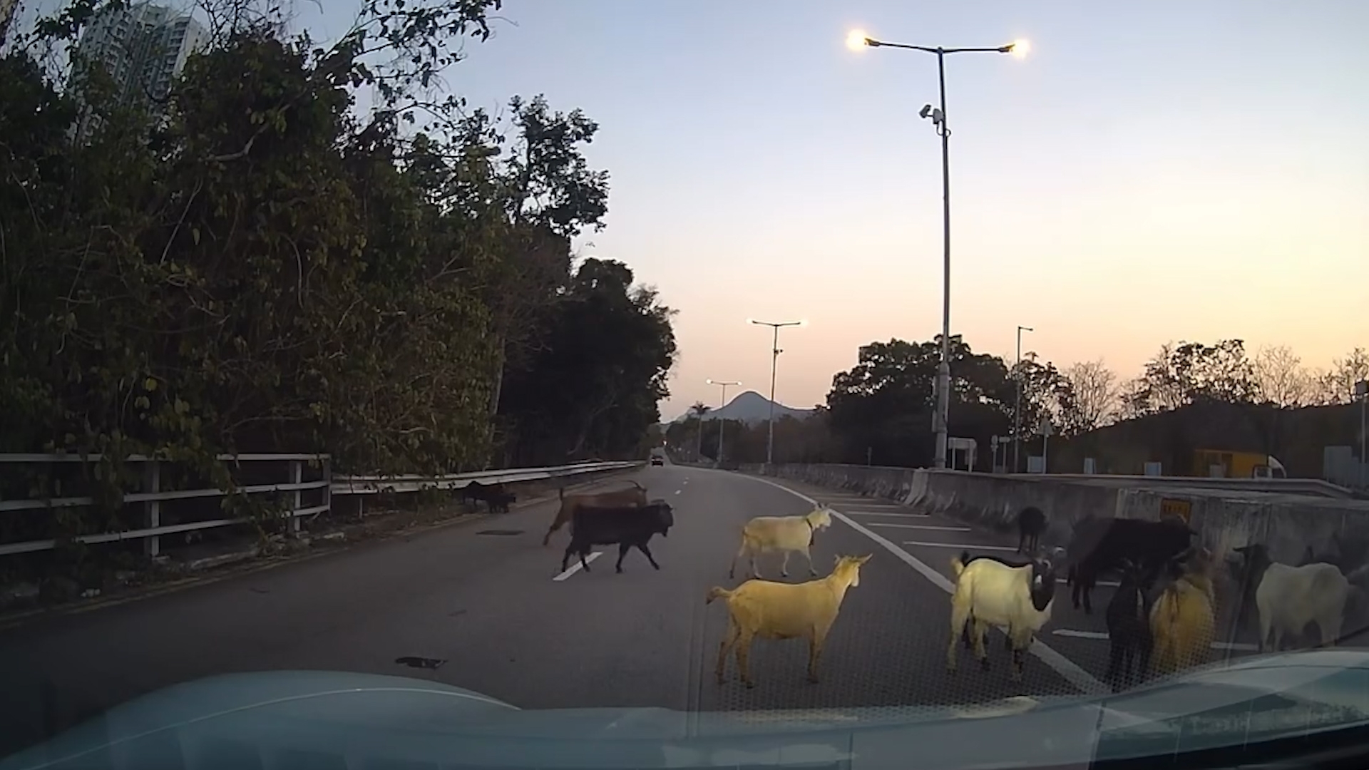 車Cam直擊｜山羊上高速公路勁得意　車主禮讓「過馬路」：日日都咁樣行