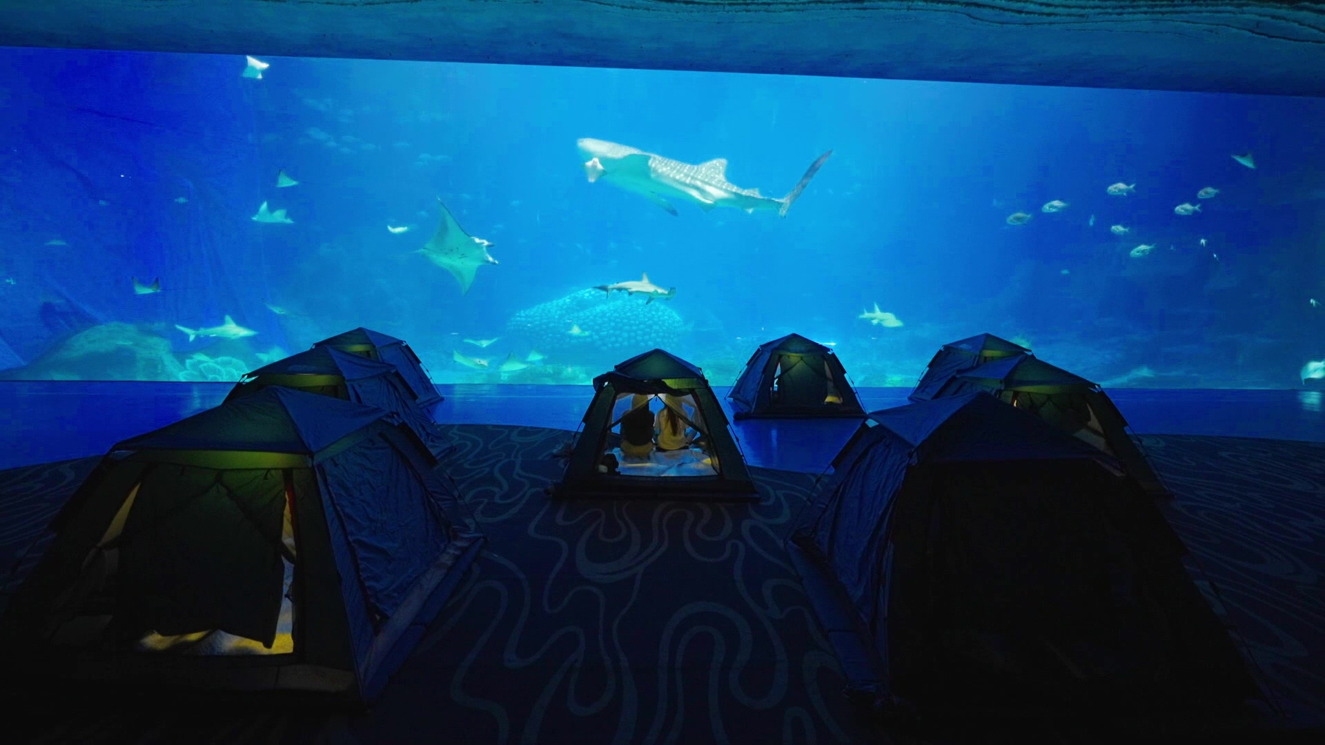  一邊睇住大魚游嚟游去、一邊瞓覺，呢個機會唔係成日有。