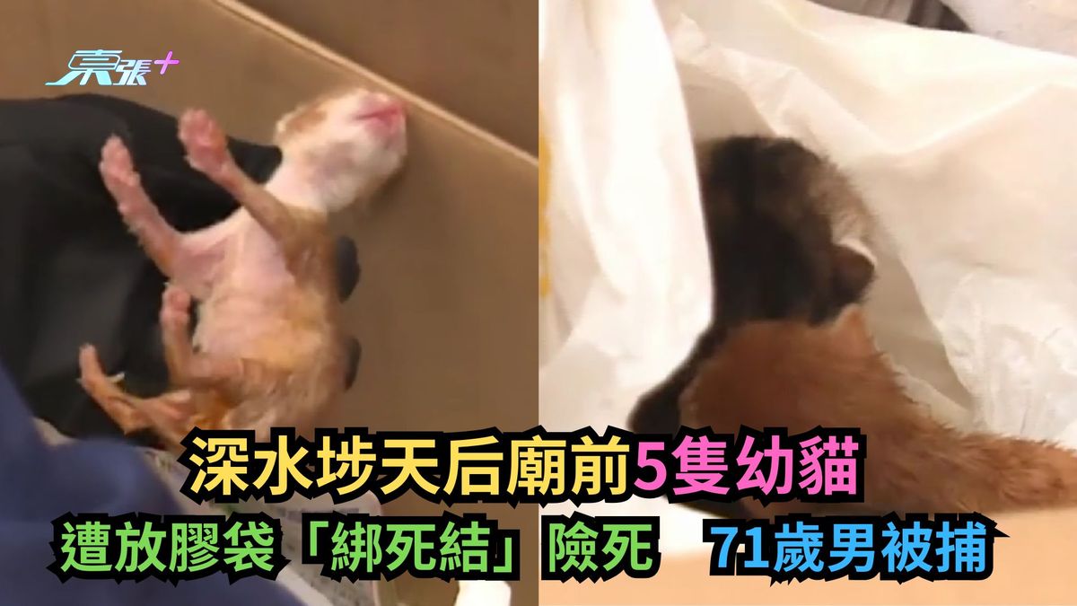 深水埗天后庙前5只幼猫遭放胶袋「绑死结」险死　71岁男被捕
