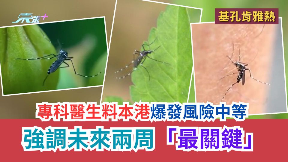 基孔肯雅熱｜專科醫生料本港爆發風險中等　強調未來兩周「最關鍵」