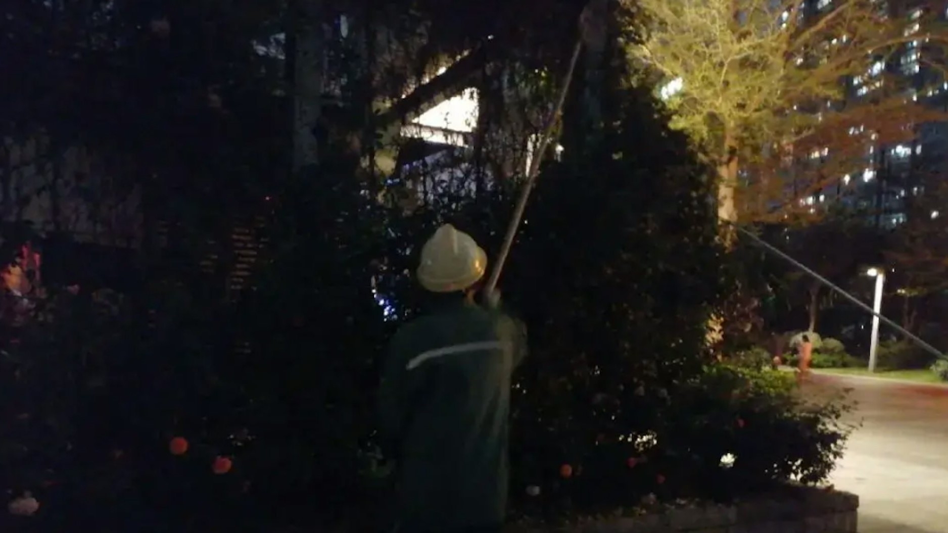 深圳市福田區城市管理和綜合執法局表示，已將該有毒植物完全剷除。（深圳市福田區城市管理和綜合執法局）