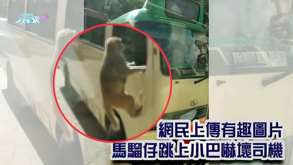 網民上傳有趣圖片 馬騮仔跳上小巴嚇壞司機 - 東張+