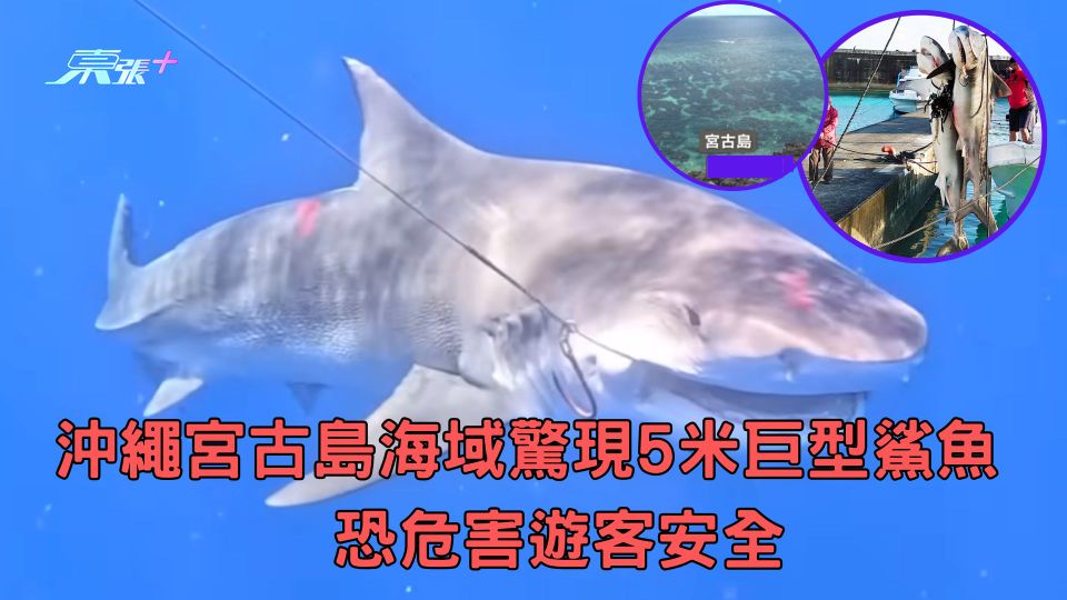 遊日注意｜沖繩宮古島海域驚現5米巨型鯊魚　恐危害遊客安全