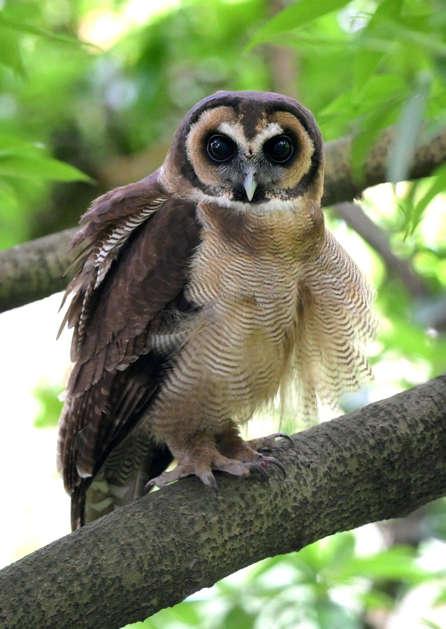褐林鴞｜嘉道理農場再現珍稀貓頭鷹。(FB@Yk Liu Liu)