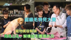 超級毛特兒大賽｜寵物美容解鎖 「飛甩汪毛」解構超毛護理狀況  