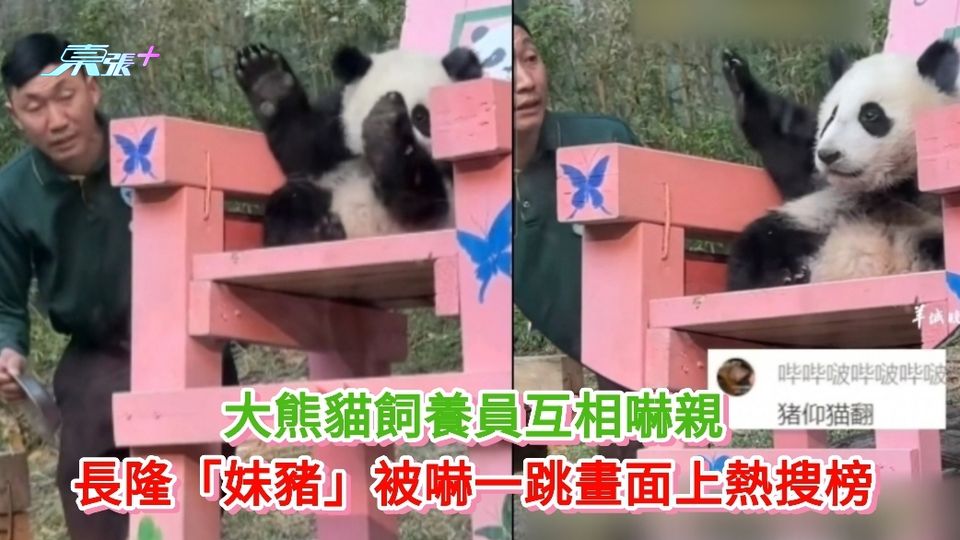 有片|大熊貓飼養員互相嚇親 長隆「妹豬」被嚇一跳畫面上熱搜榜