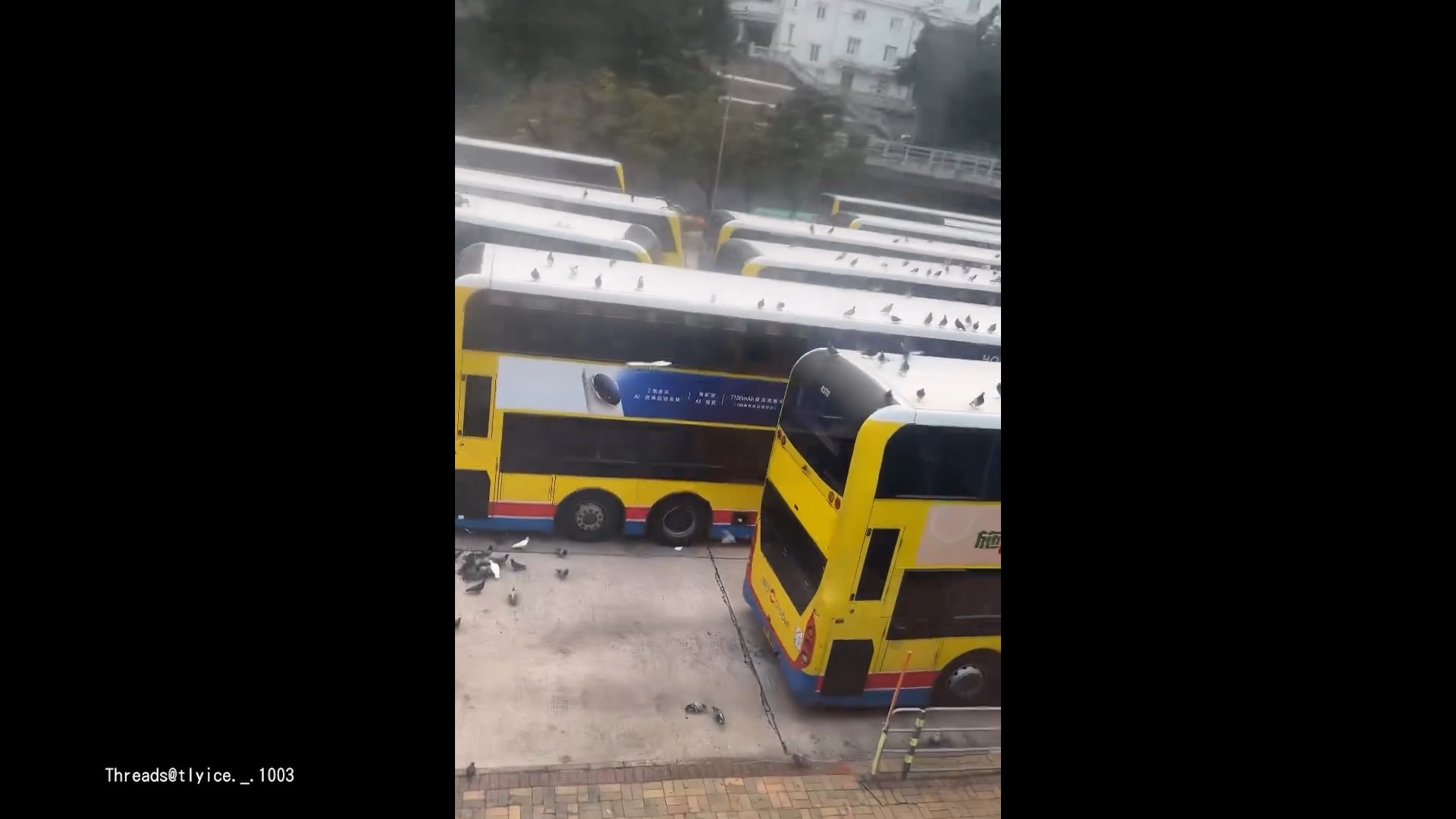 銅鑼灣摩頓台巴士總站驚現「雀鳥大軍」　網民：古菇固Gathering！