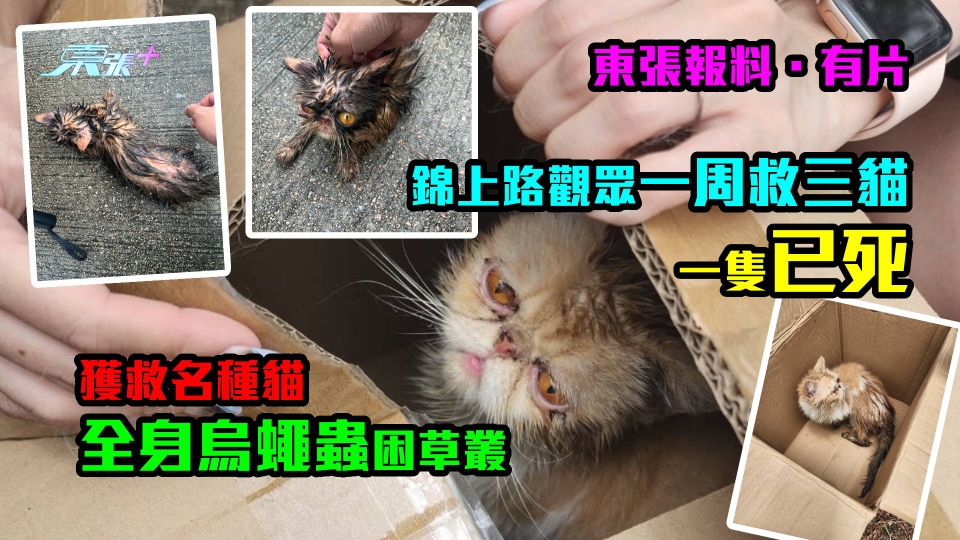 東張報料．有片｜錦上路觀眾一周救三貓　一隻已死　獲救名種貓全身烏蠅蟲困草叢