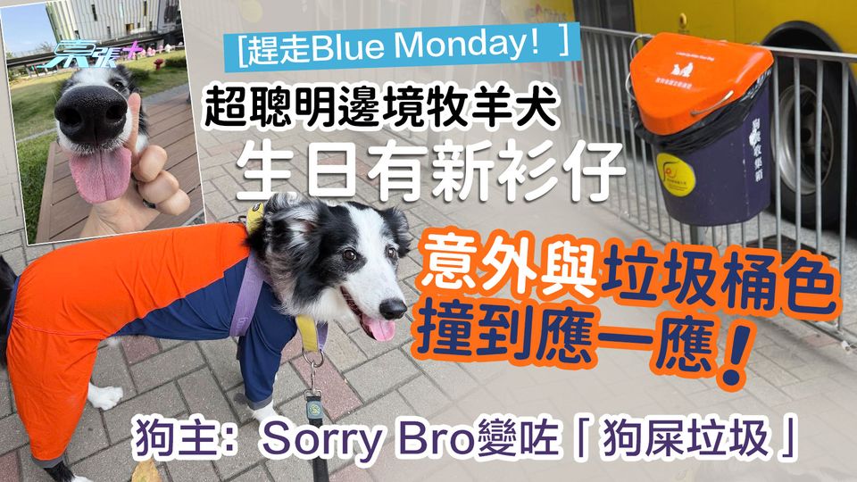 [趕走Blue Monday] 邊境牧羊犬生日衫仔意外與垃圾桶撞色 狗主：變咗「狗屎垃圾」