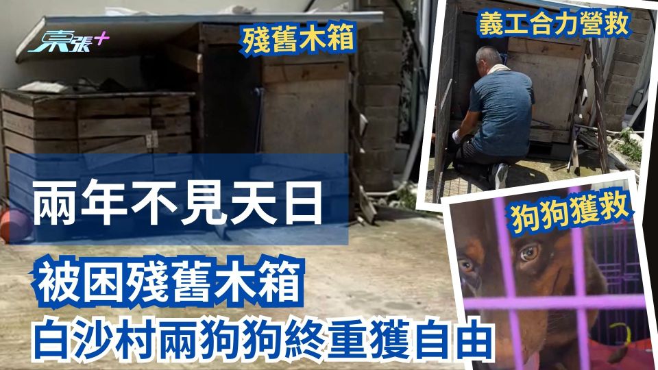 慘不忍睹｜被困殘舊木箱兩年不見天日 白沙村兩狗狗終重獲自由