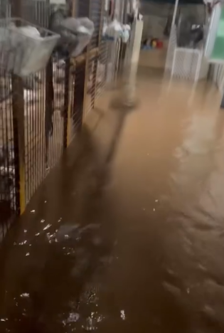 暴雨｜黑雨下狗場受災動物家所全被水浸　負責人緊急救狗：拯救中