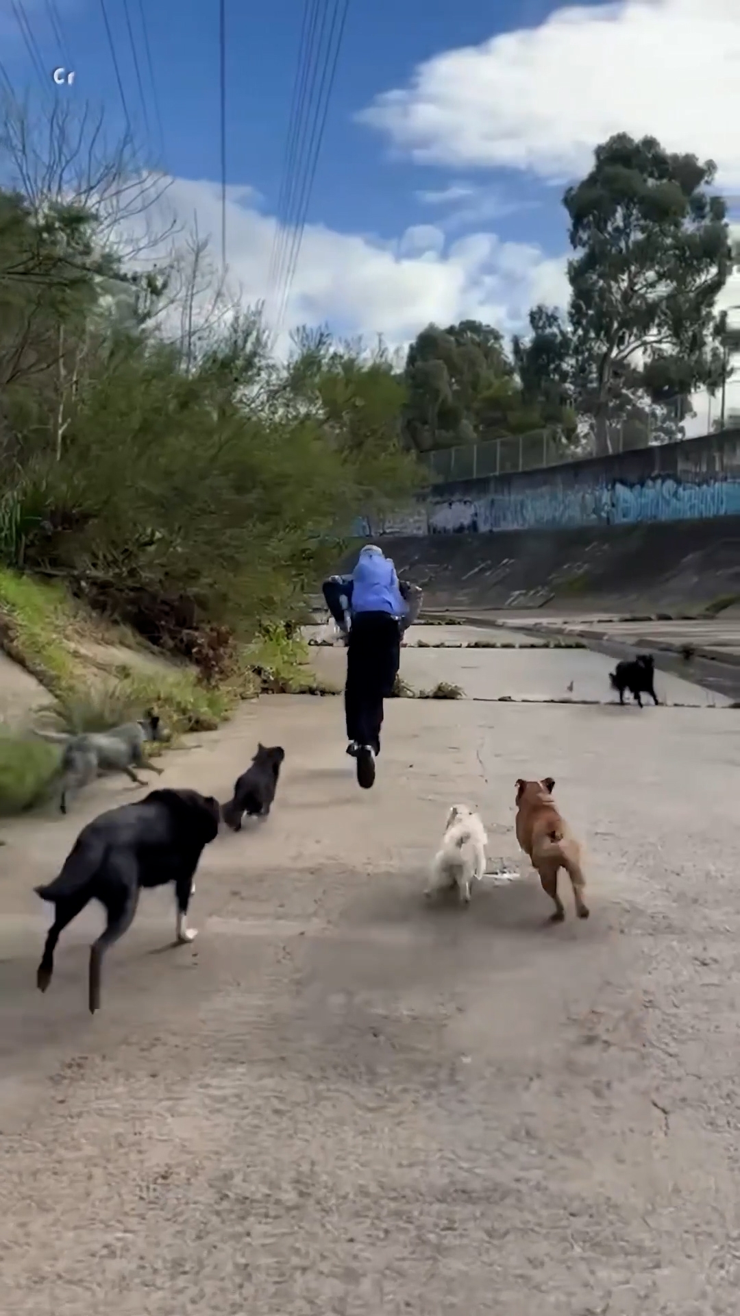 涉事男子被群犬追逐。（網上影片截圖）