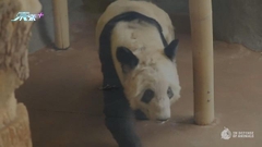 旅美大熊貓丫丫健康情況欠佳 據報已有中國專家赴美照顧